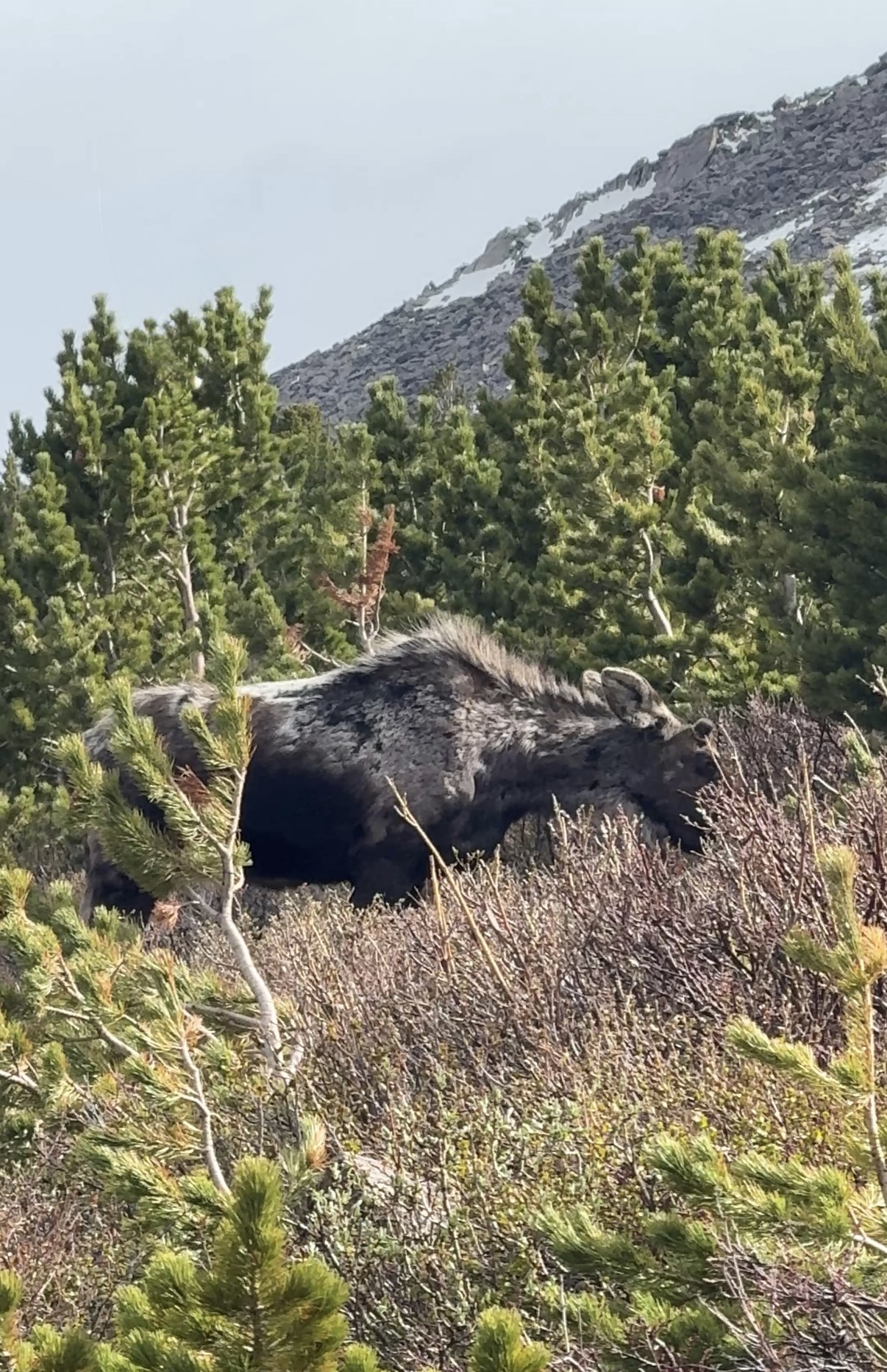 the young moose that challanged me to a duel.jpg